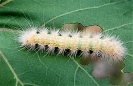 Estigmene acrea - Salt Marsh Moth Caterpillar